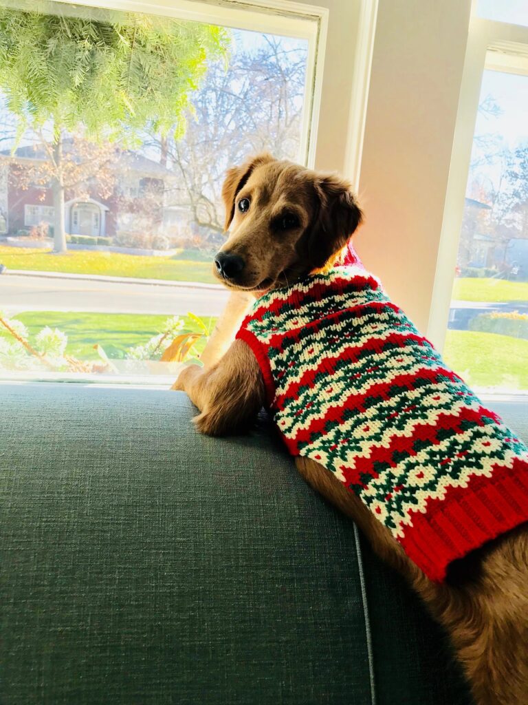 Dog in a Christmas sweater